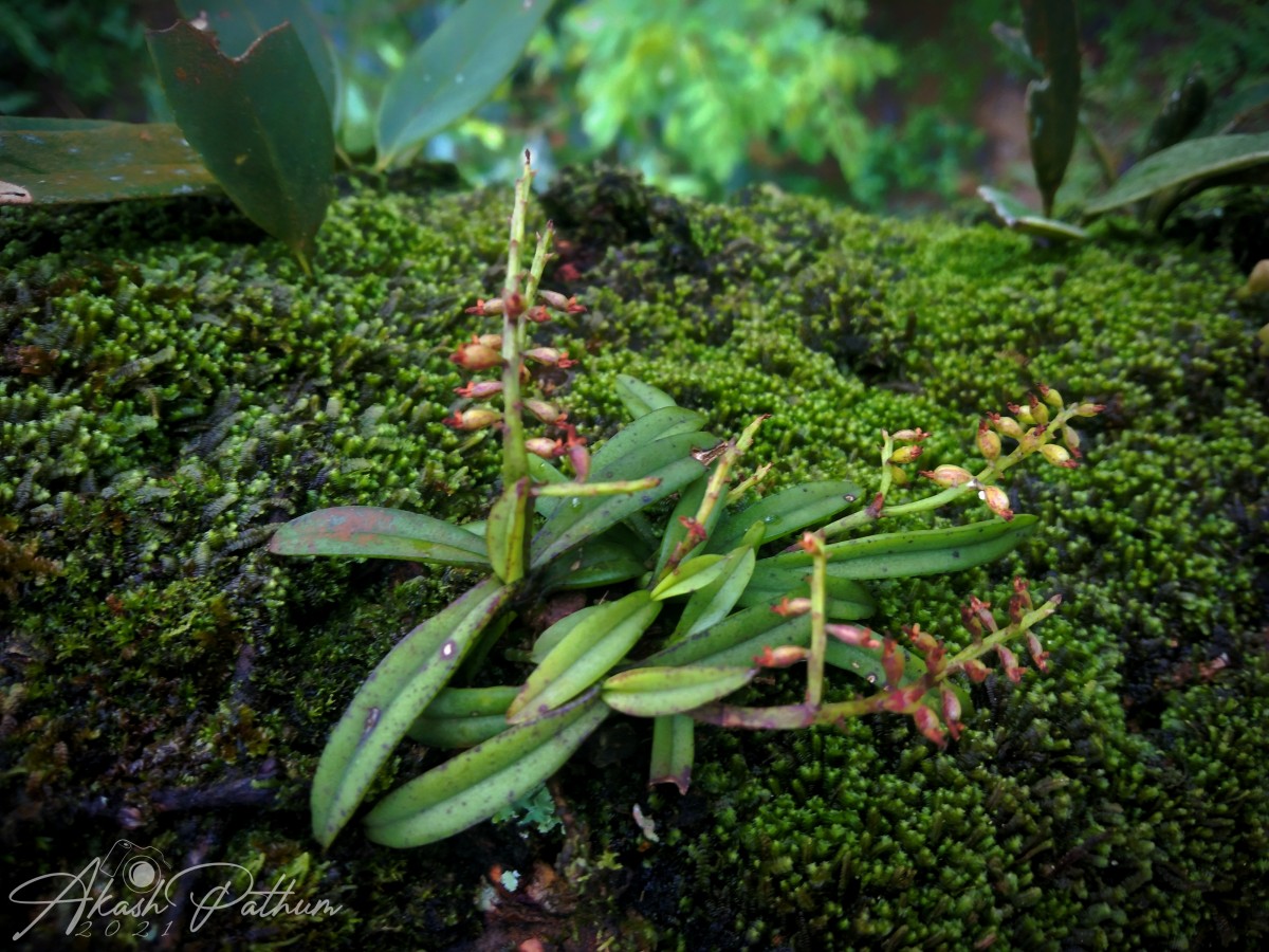 Schoenorchis nivea (Lindl.) Schltr.